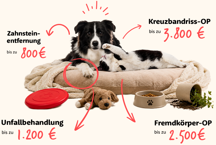 Beispiele für Tierarztkosten